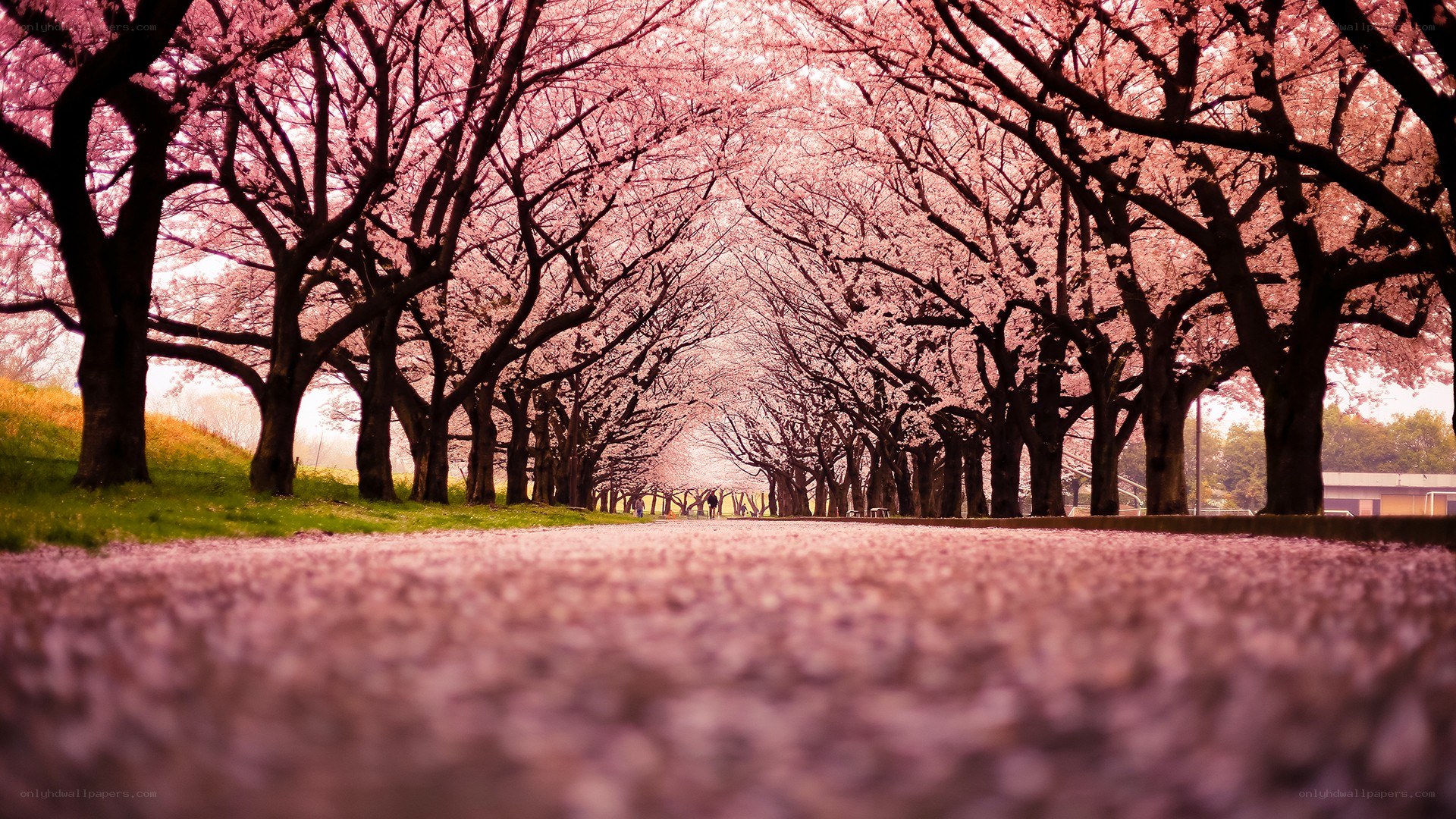 cherry blossom tunnel path