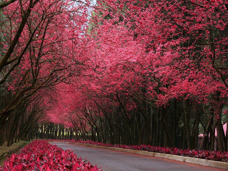Cherry blossom tunnel path