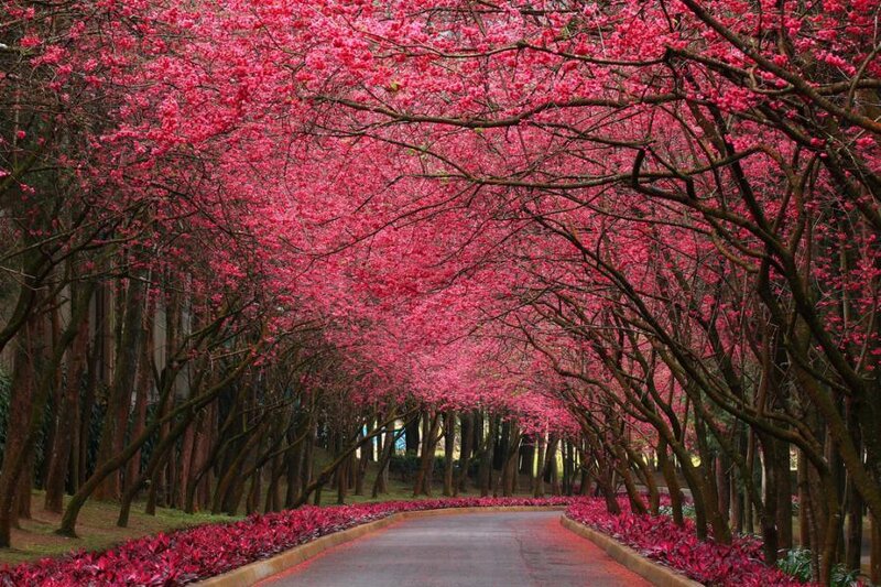 cherry blossom tunnel path