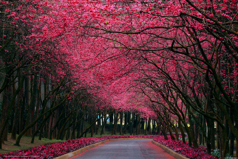Cherry blossom tunnel path