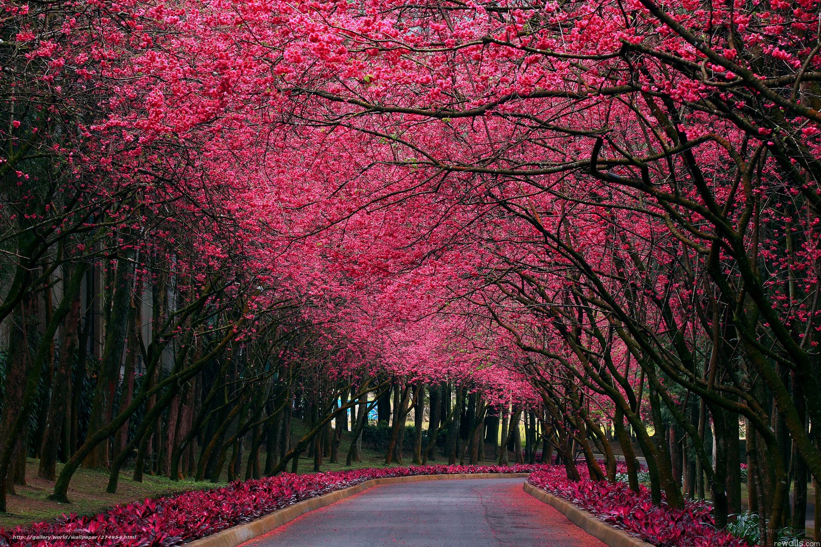 Cherry blossom tunnel path