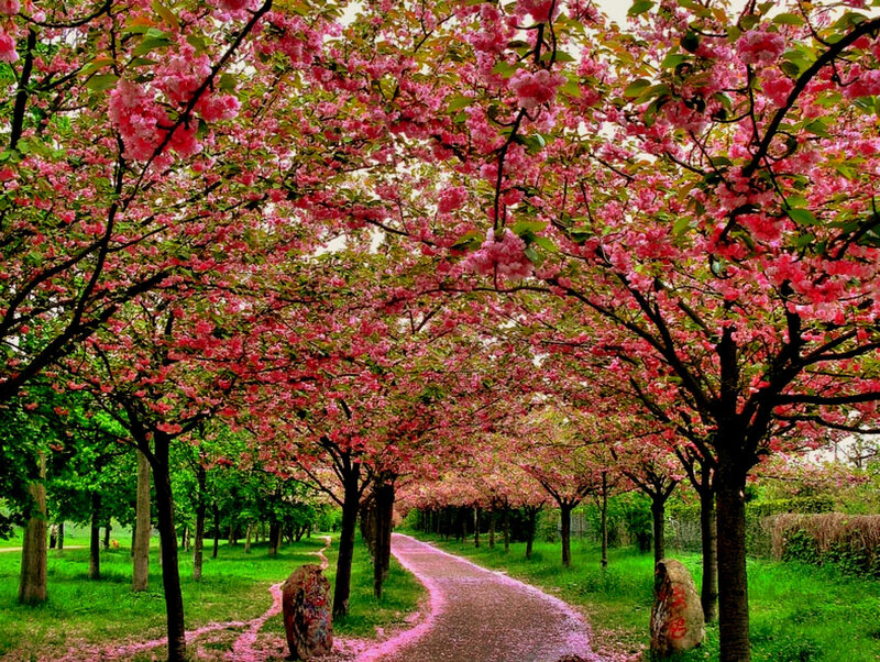 cherry blossom tunnel path