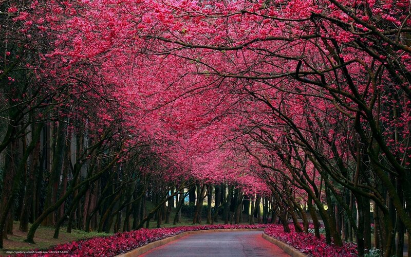 Cherry blossom tunnel path