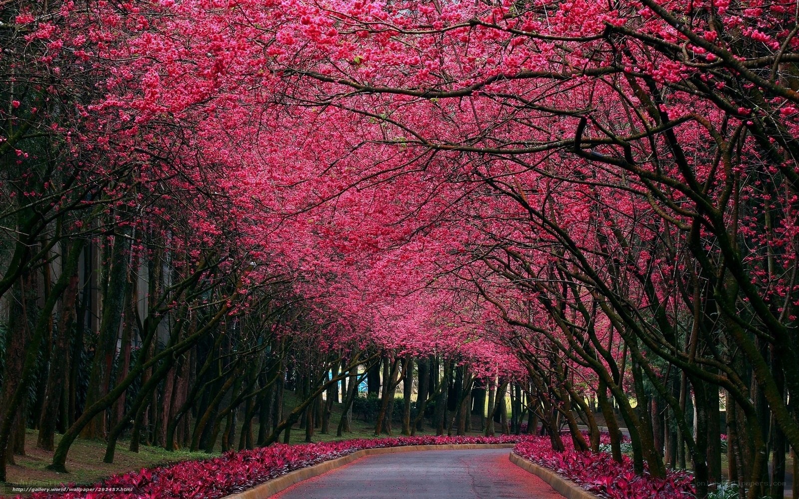 Cherry blossom tunnel path