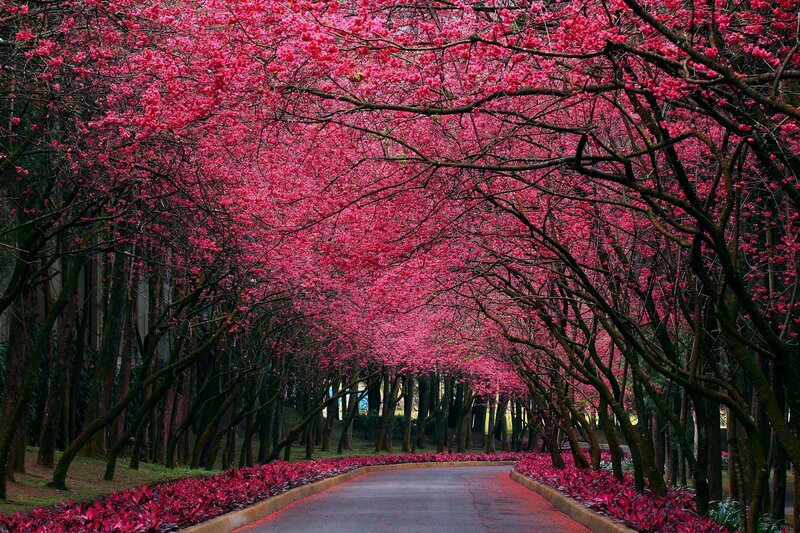 cherry blossom tunnel path