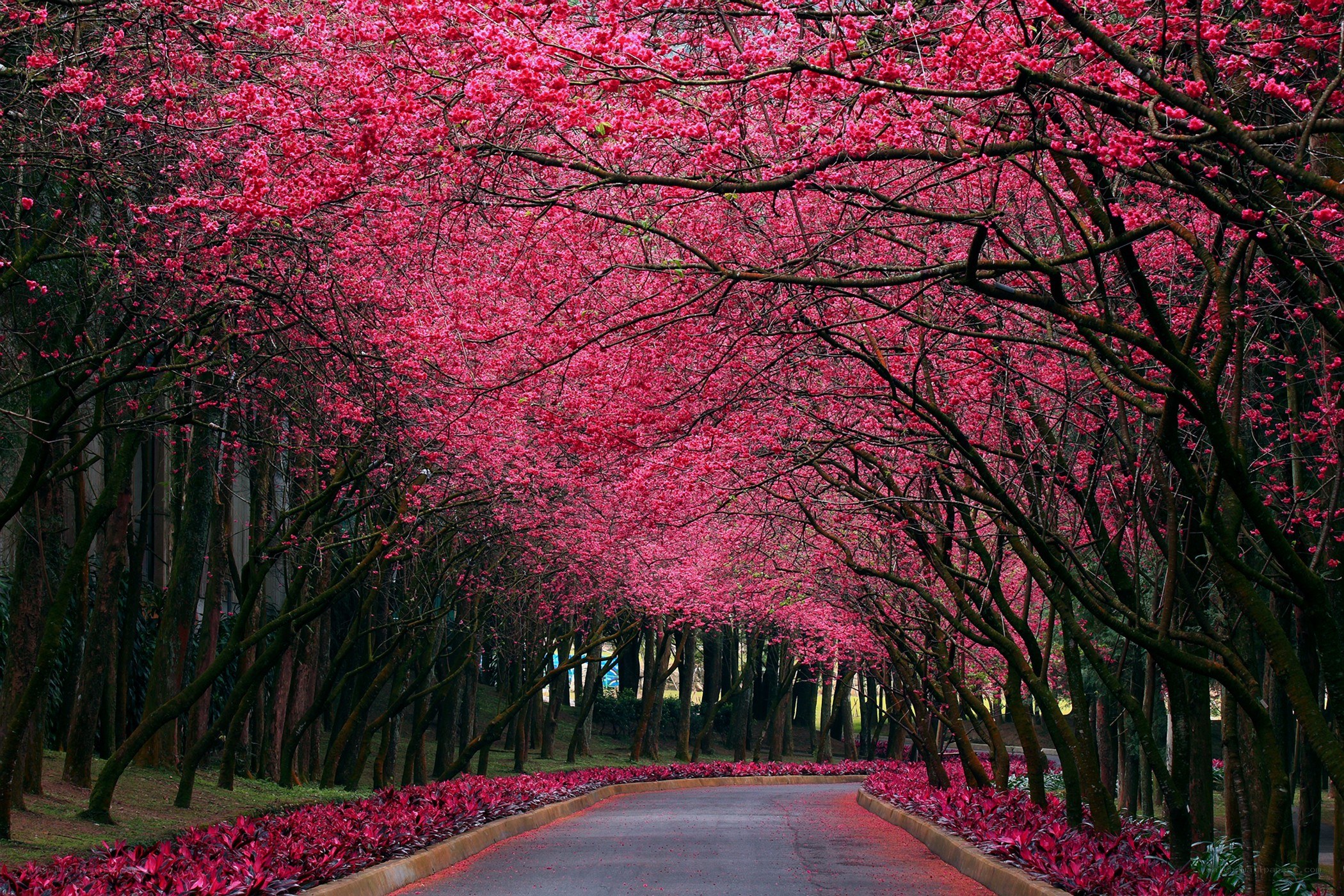Cherry blossom tunnel path