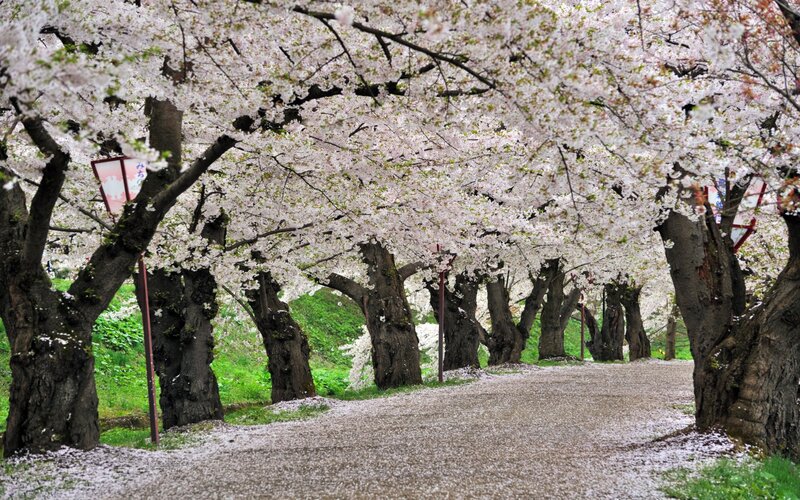 cherry blossom tunnel path
