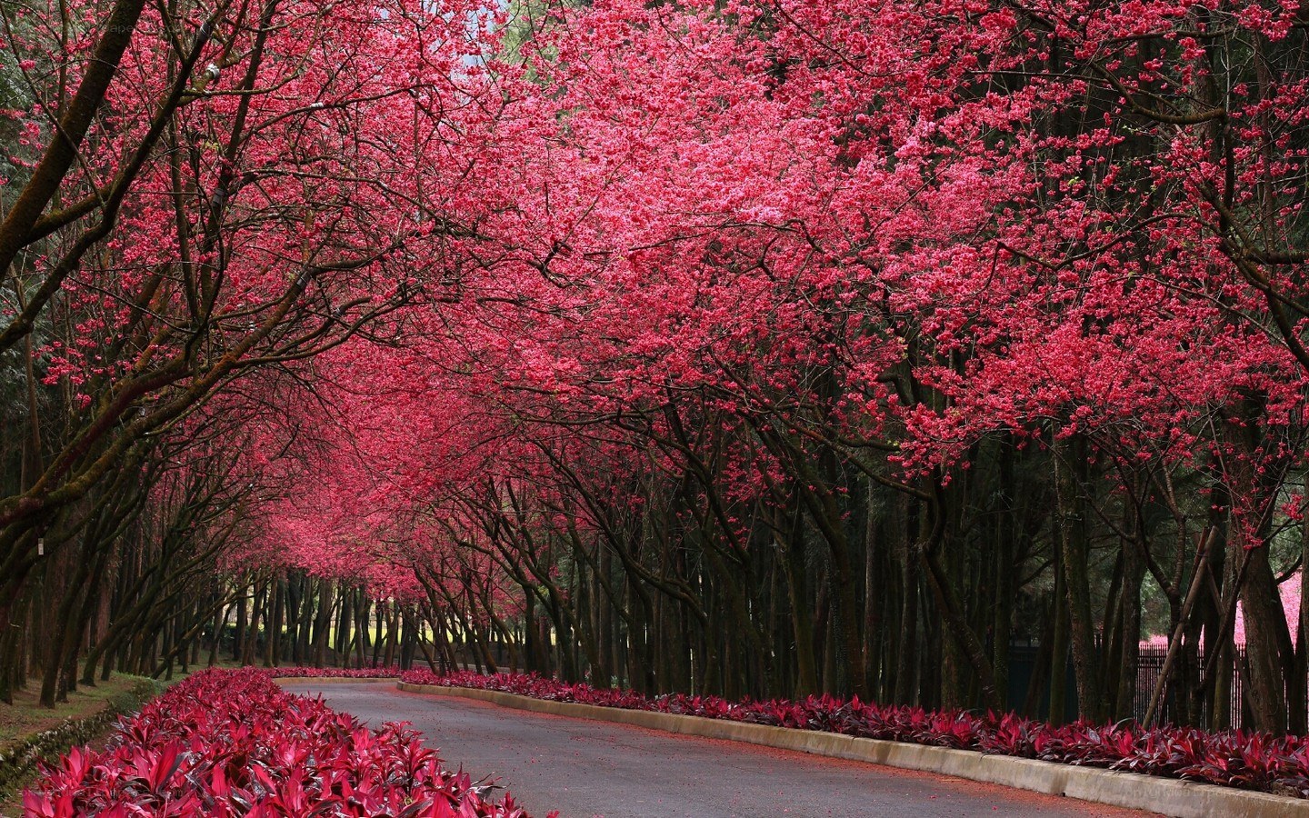 Cherry blossom tunnel path