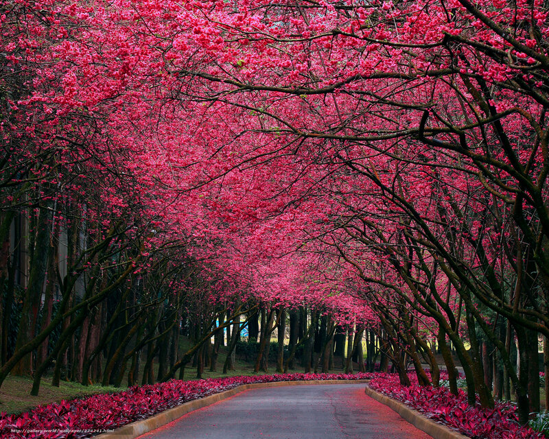 Cherry blossom tunnel path