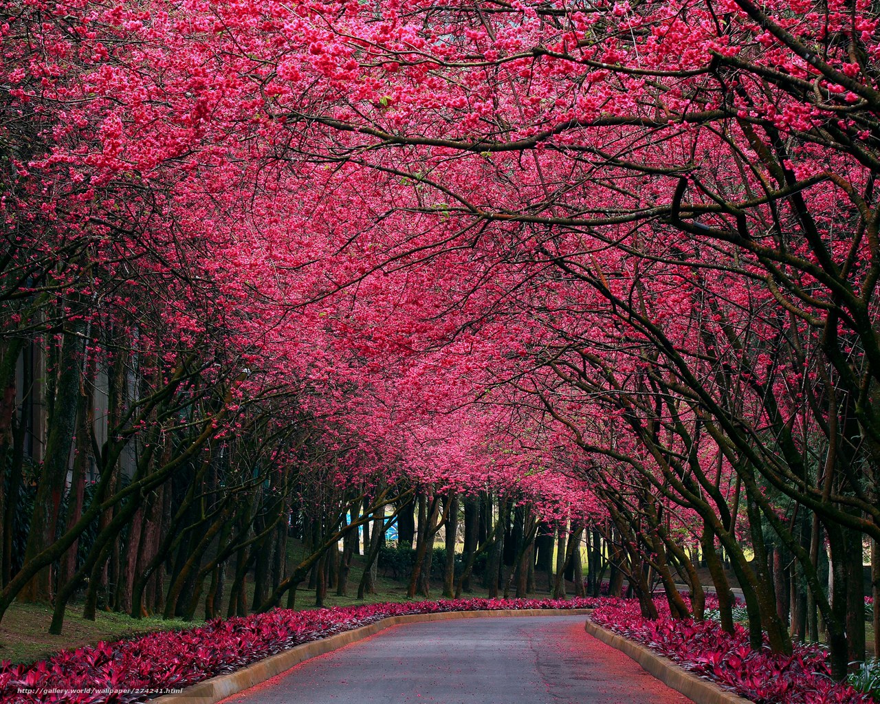 Cherry blossom tunnel path