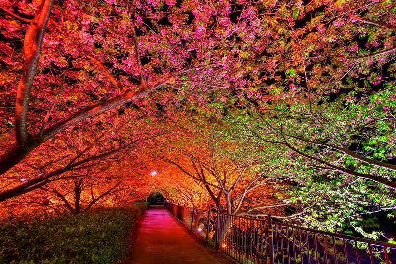 Cherry Blossom Tunnel — Pink, Serene, Night, Photograph, Path