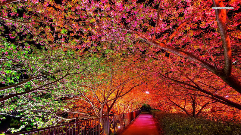 Cherry Blossom Tunnel — Pink, Serene, Night, Photograph, Path, Trees, Fence