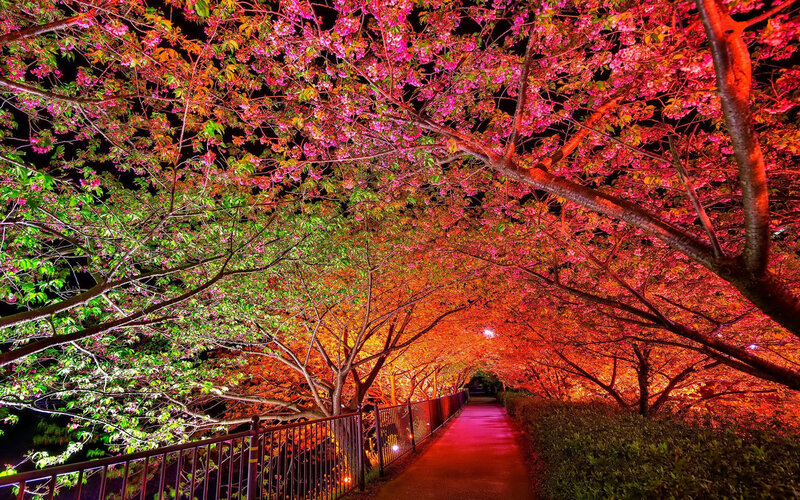 Cherry Blossom Tunnel — Pink, Serene, Night, Photograph, Path, Trees