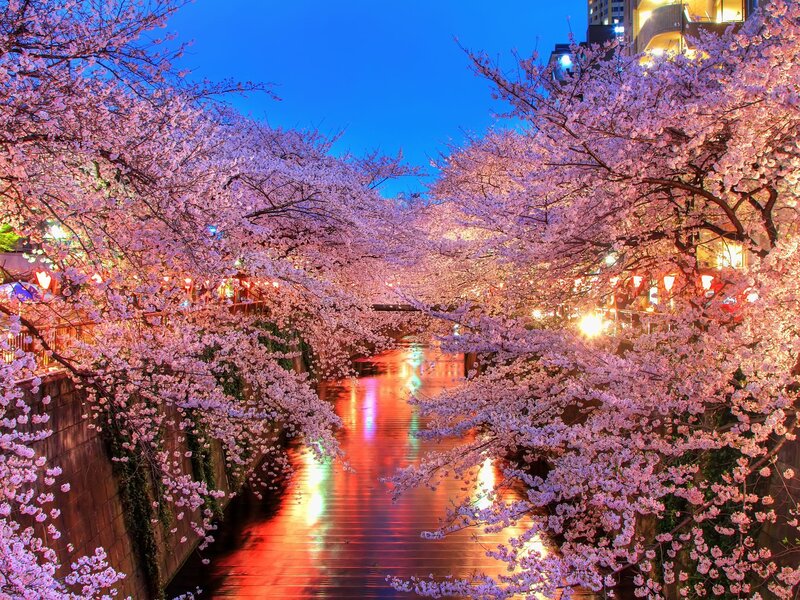 Cherry Blossom Tunnel — Pink, Serene, Night, Photograph, River, Buildings
