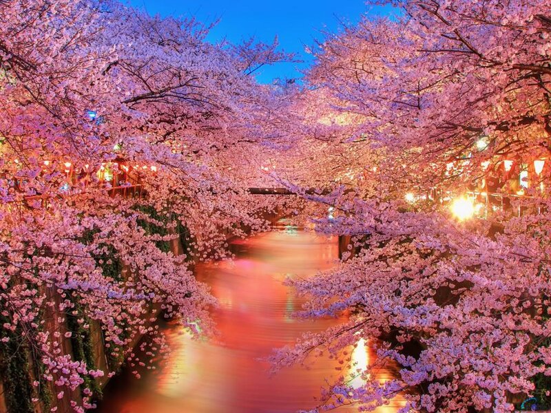 Cherry Blossom Tunnel — Pink, Serene, Night, Photograph, River, Lights