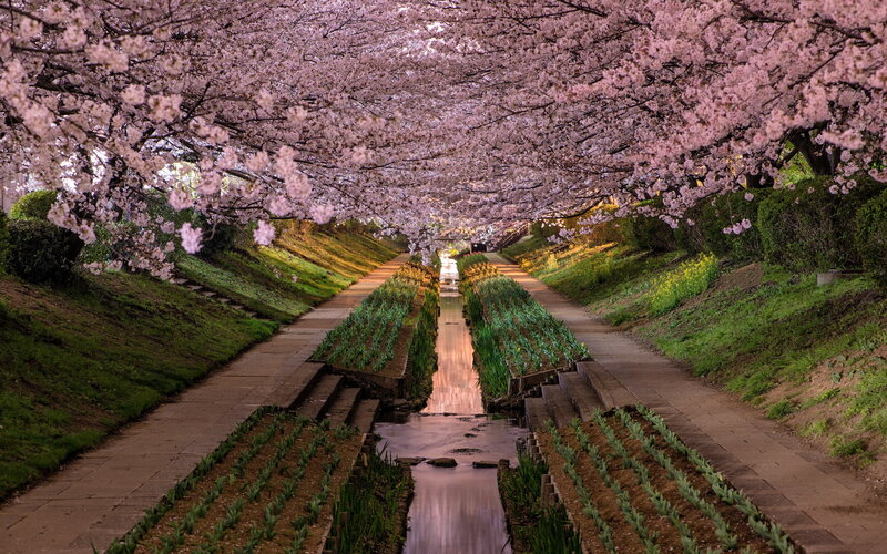 Cherry Blossom Tunnel — Pink, Serene, Night