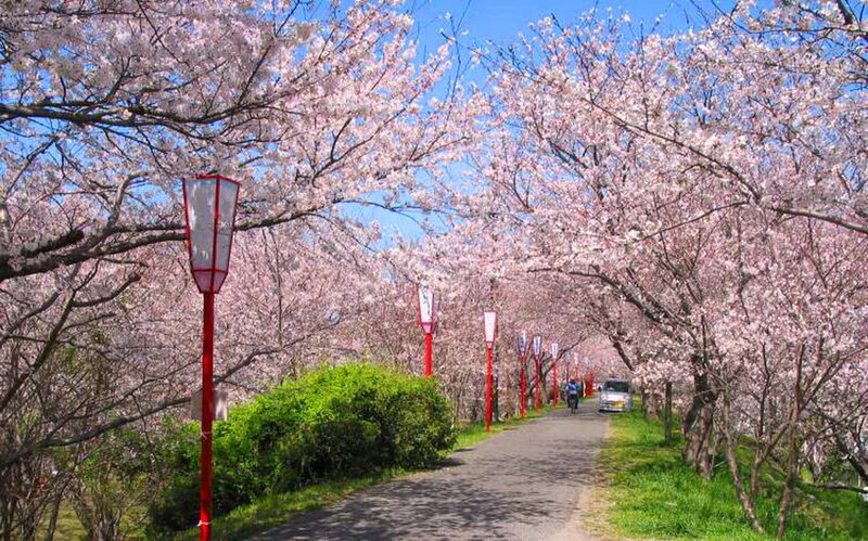 Cherry Blossom Tunnel — Pink, Serene, Spring, Photograph, Path, Lanterns