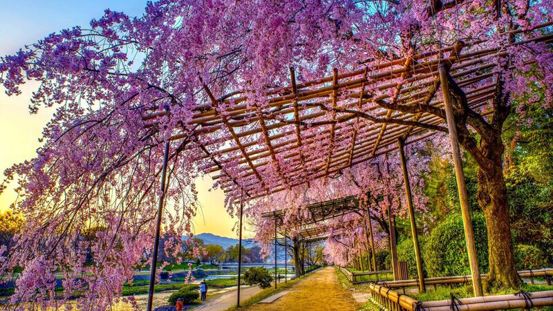 Cherry Blossom Tunnel — Pink, Serene, Spring, Photograph, Path, River, Mountains