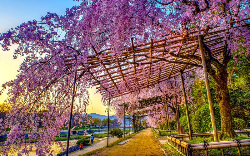 Cherry Blossom Tunnel — Pink, Serene, Spring, Photograph, Path, River