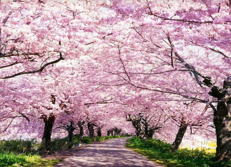 Cherry Blossom Tunnel — Pink, Serene, Spring, Photograph, Path