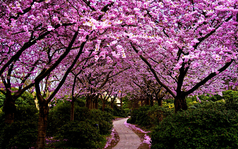 Cherry Blossom Tunnel — Pink, Serene, Spring, Photograph, Path, Trees
