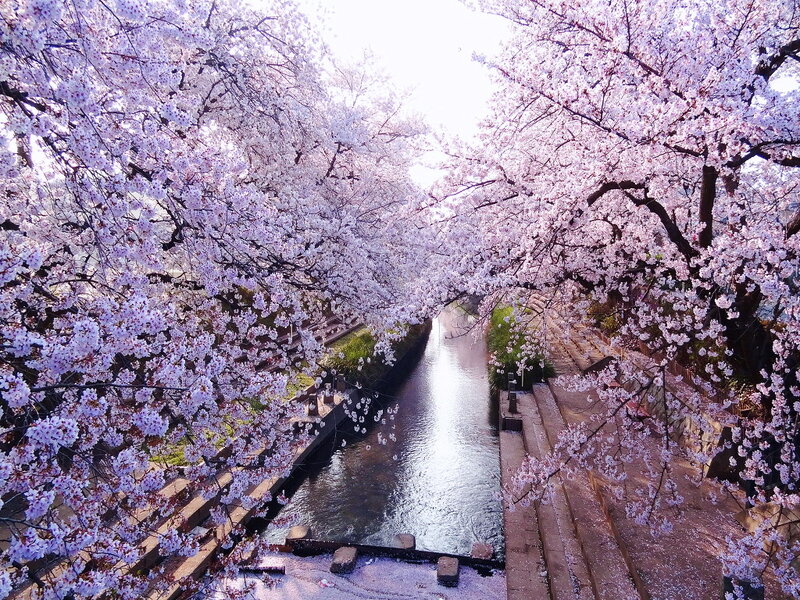 Cherry Blossom Tunnel — Pink, Serene, Spring, Photograph, River
