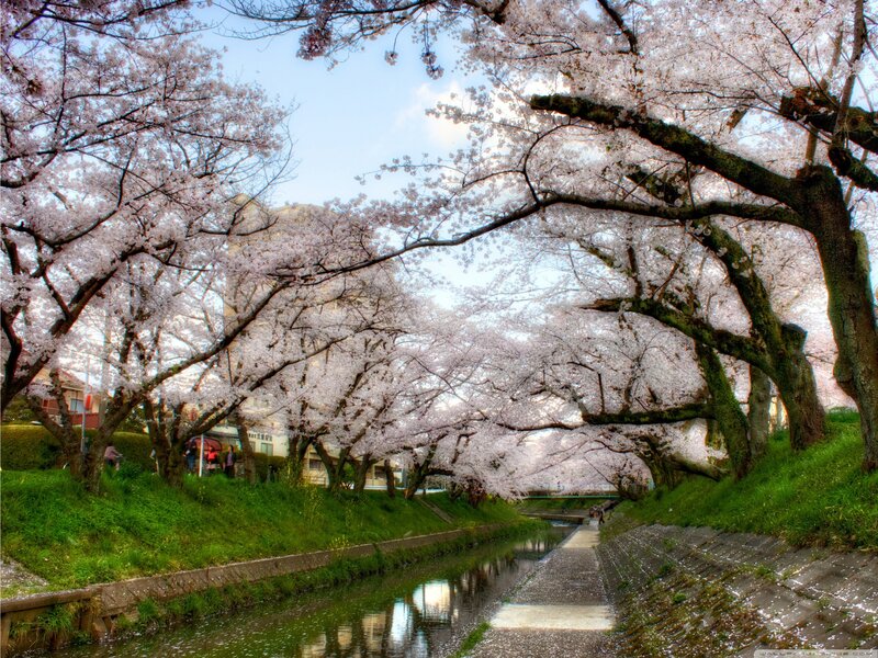 Cherry Blossom Tunnel — Pink, Serene, Spring, Photograph, River, Trees, Path