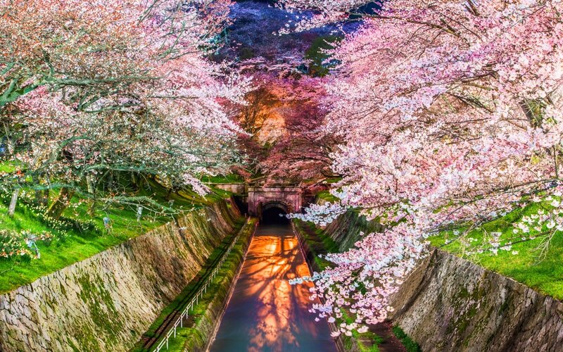Cherry Blossom Tunnel — Pink, Serene, Spring, Photograph, River, Trees