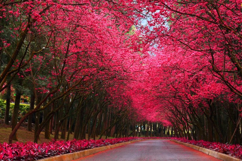 Cherry Blossom Tunnel — Pink, Serene, Spring, Photograph, Road, Trees, Flowers