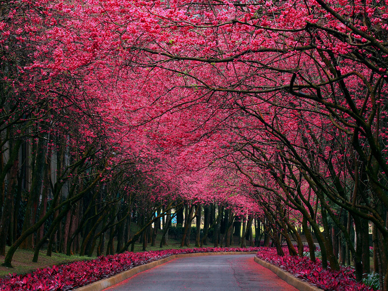 Cherry Blossom Tunnel — Pink, Serene, Spring, Photograph