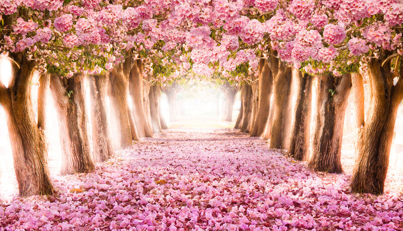 Cherry Blossom Tunnel — Pink, Serene, Spring, Photograph, Trees, Flowers