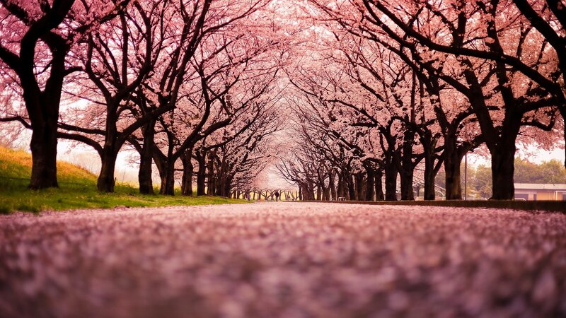 Cherry Blossom Tunnel — Pink, Serene, Spring, Photograph, Trees, Path, Grass