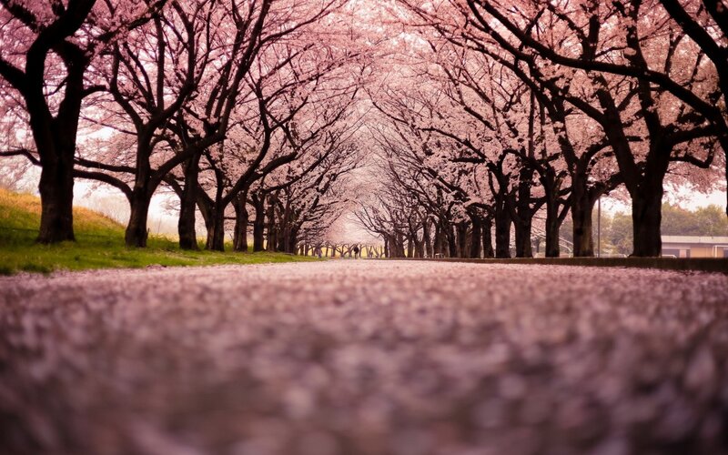 Cherry Blossom Tunnel — Pink, Serene, Spring, Photograph, Trees, Path, Petals