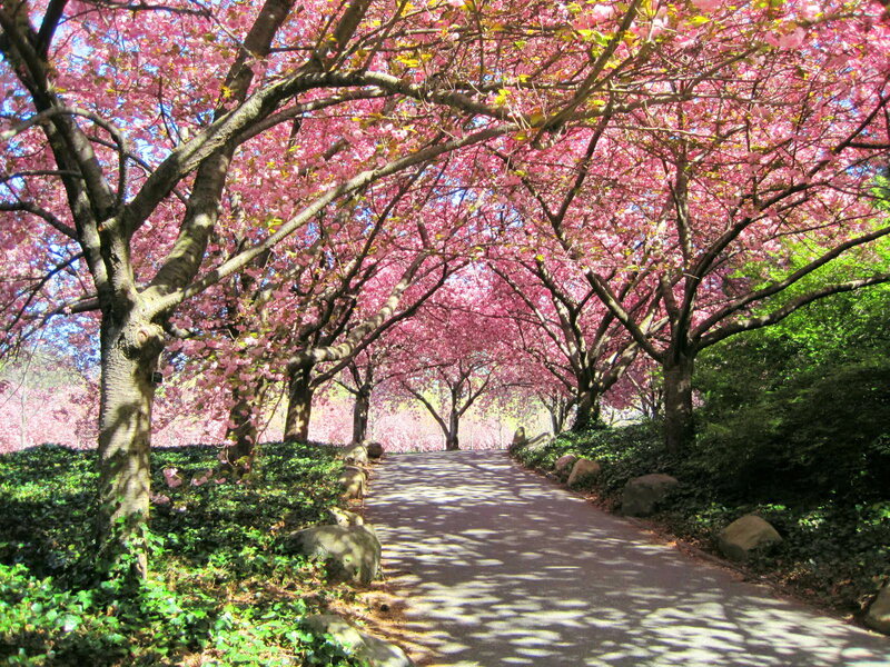 Cherry Blossom Tunnel — Pink, Serene, Spring, Photograph, Trees, Path, Shadows