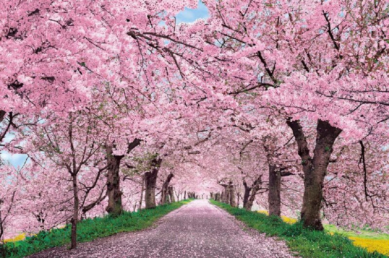 Cherry Blossom Tunnel — Pink, Serene, Spring, Photograph, Trees, Path
