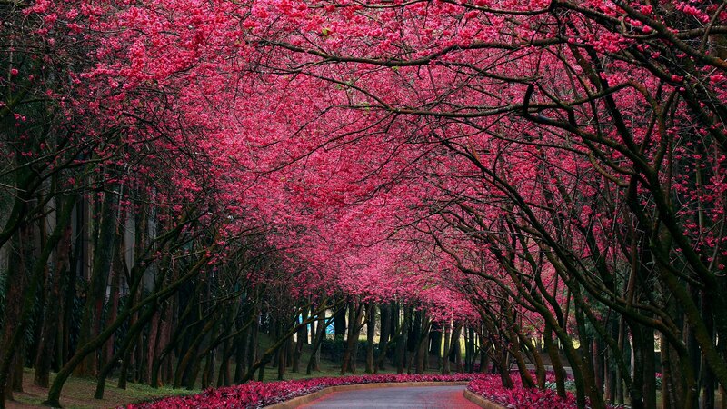 Cherry Blossom Tunnel — Pink, Serene, Spring, Photograph, Trees, Road, Flowers, Green, Brown