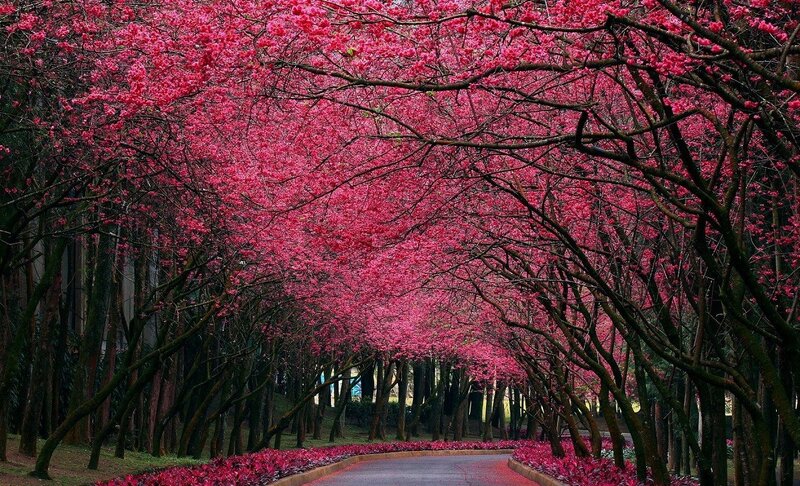 Cherry Blossom Tunnel — Pink, Serene, Spring, Photograph, Trees, Road, Flowers