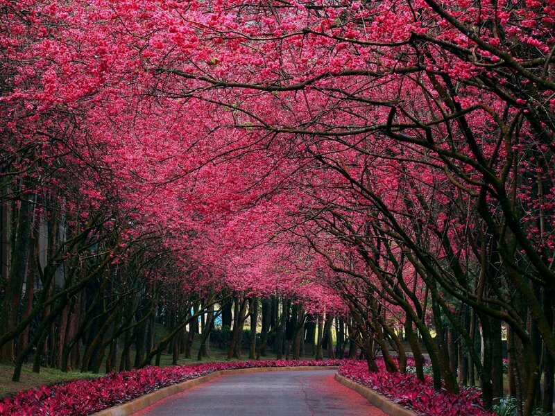 Cherry Blossom Tunnel — Pink, Serene, Spring, Photograph, Trees