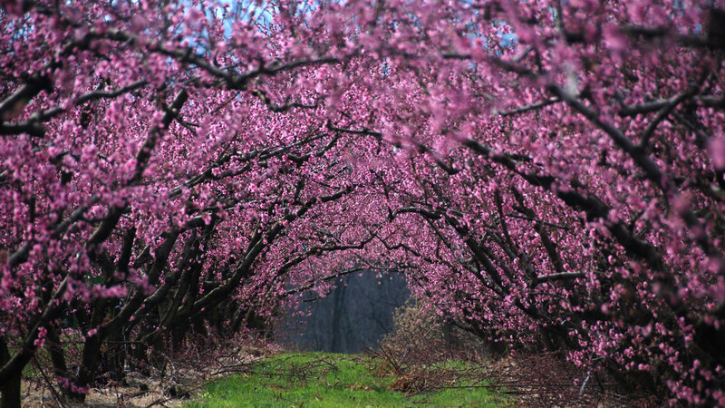 Cherry Blossom Tunnel — Pink, Serene, Spring