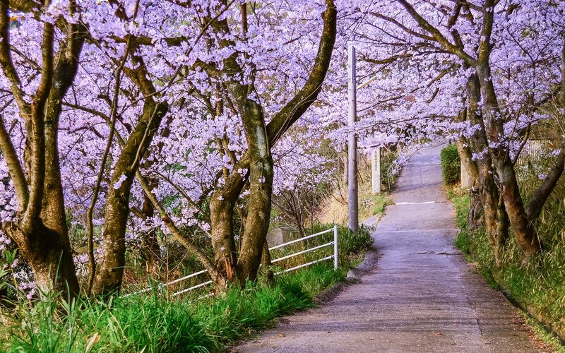 Cherry Blossom Tunnel — Purple, Serene, Spring, Photograph, Path