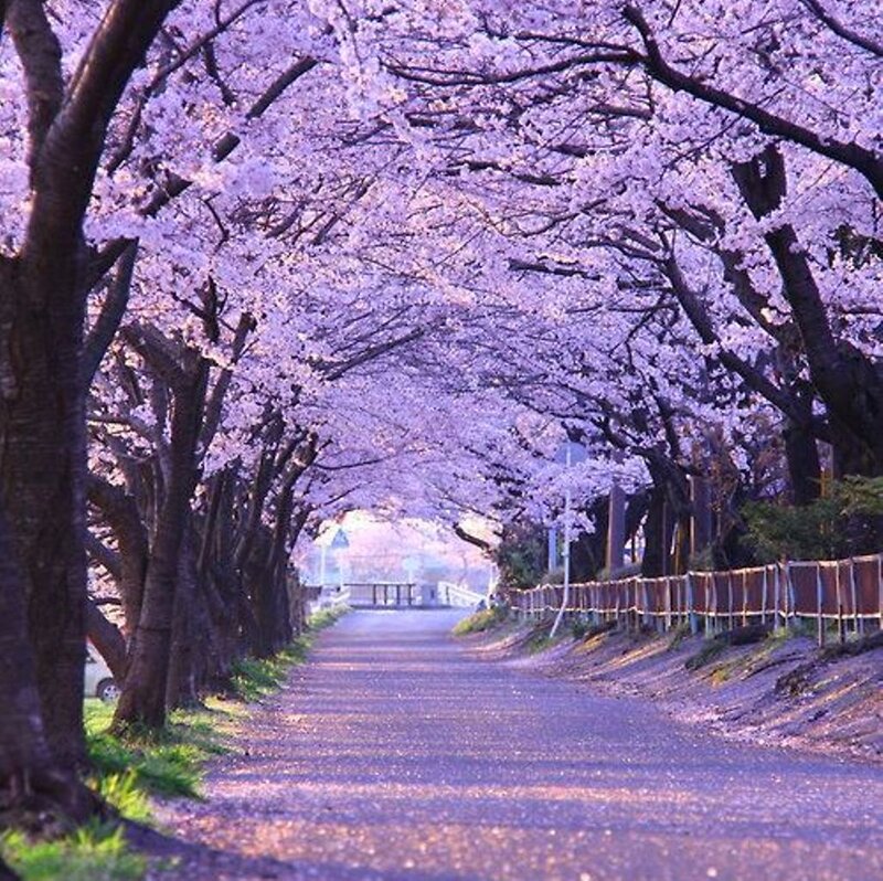 Cherry Blossom Tunnel — Purple, Serene, Spring, Photograph