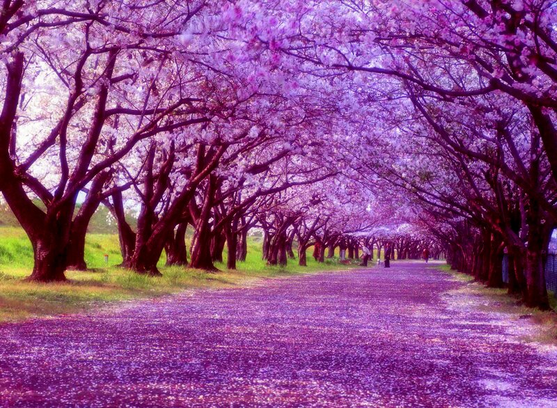 Cherry Blossom Tunnel — Purple, Serene, Spring, Photograph, Trees