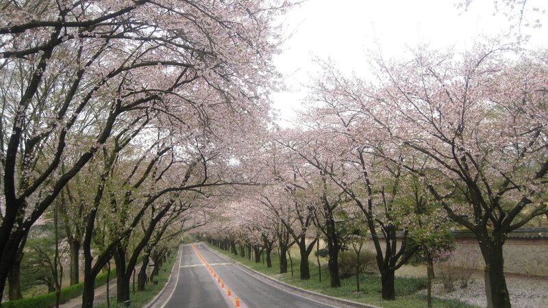 Cherry blossom tunnel road