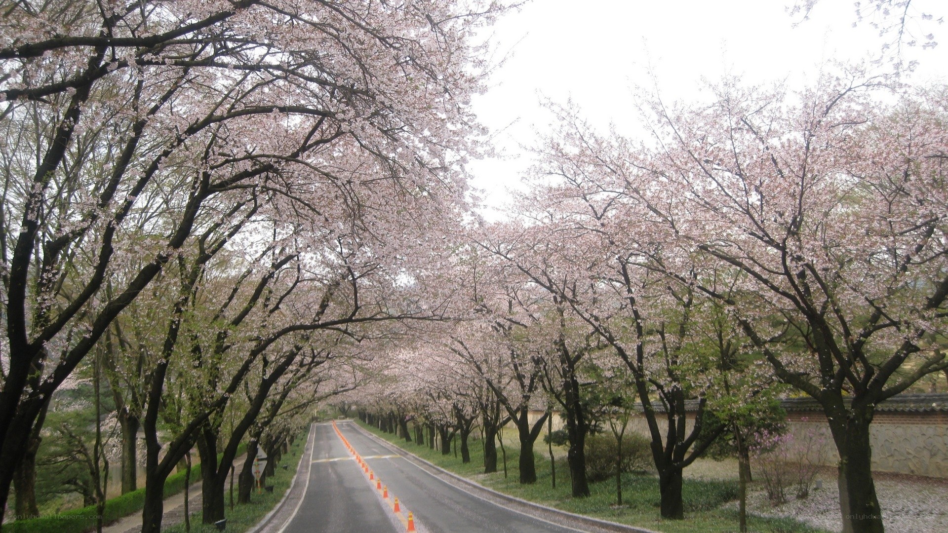 Cherry blossom tunnel road