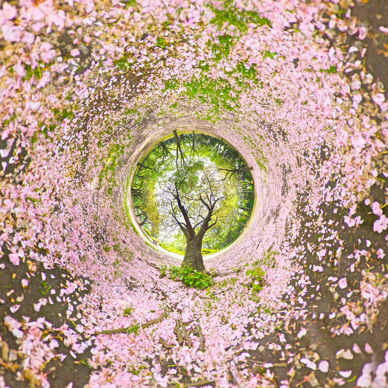 cherry blossom tunnel view