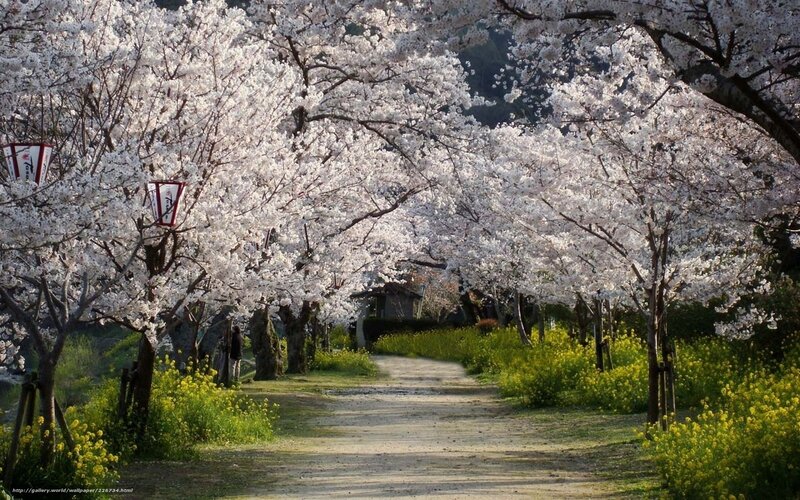 Cherry Blossom Tunnel — White, Serene, Spring, Photograph, Path, Lanterns, Flowers