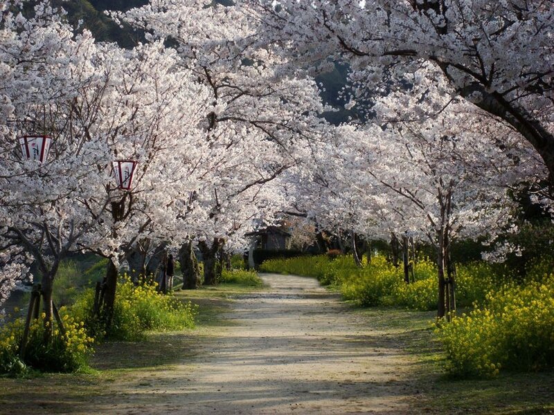 Cherry Blossom Tunnel — White, Serene, Spring, Photograph, Path, Lanterns, Flowers, Yellow, Green