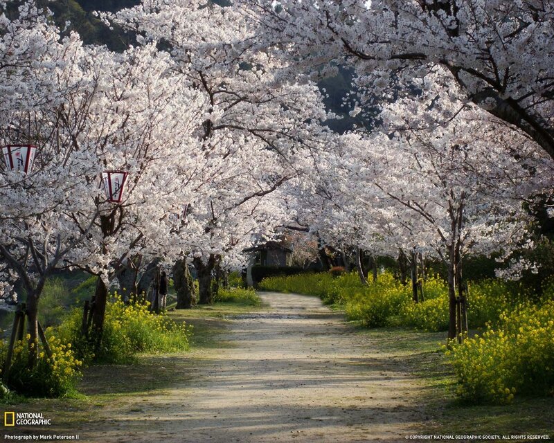 Cherry Blossom Tunnel — White, Serene, Spring, Photograph, Path, Lanterns