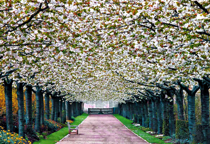 Cherry Blossom Tunnel — White, Serene, Spring, Photograph, Path