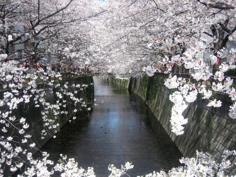 Cherry Blossom Tunnel — White, Serene, Spring, Photograph, River